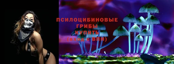 сатива Новозыбков